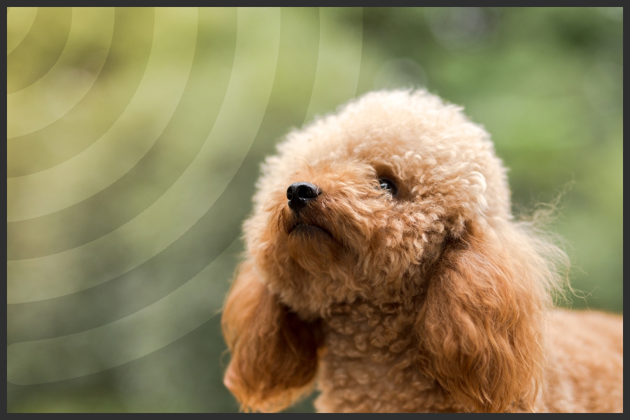 The picture shows a large poodle dog standing calmly, probably due to the effect of the Dazer II repellent. In the background, a park stretches out.