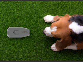Do ultrasonic repellents work on dogs? Guide
